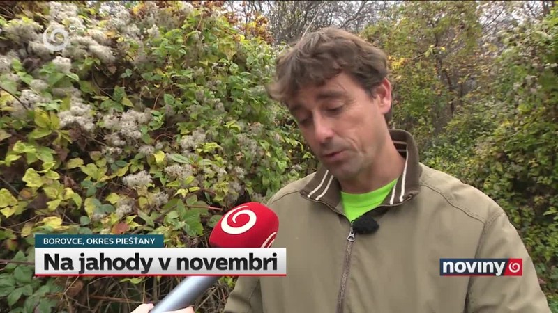 Na jahody v novembri