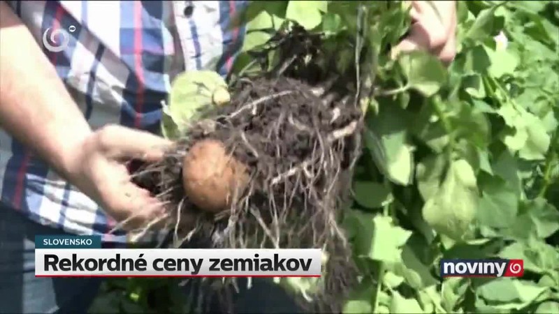 Rekordné ceny zemiakov