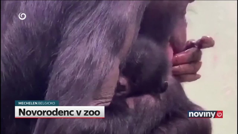 Novorodenc v zoo