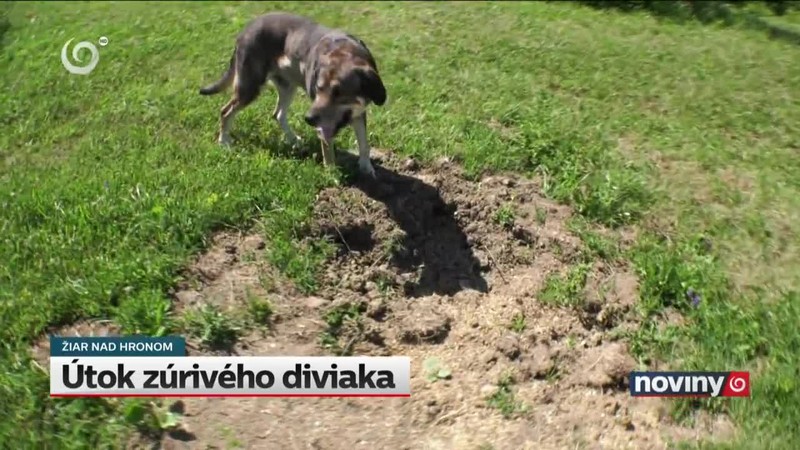 Útok zúrivého diviaka