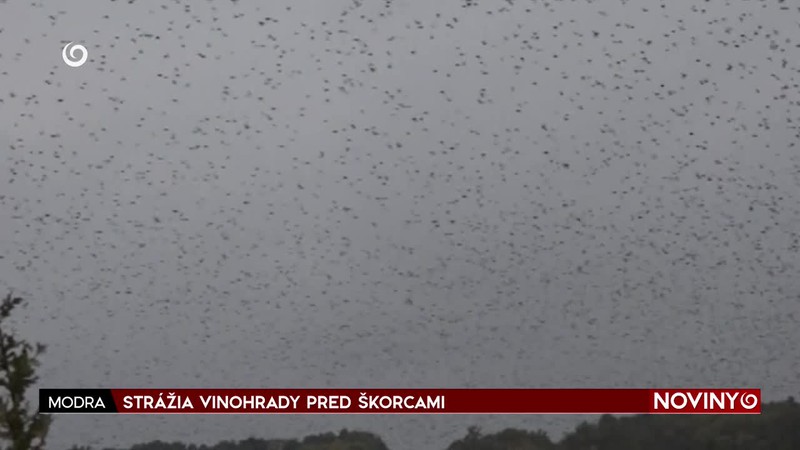 STRÁŽIA VINOHRADY PRED ŠKORCAMI