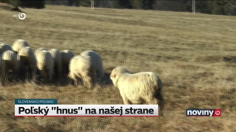 Poľský "hnus" na našej strane