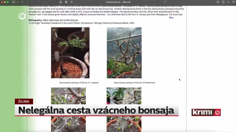 Nelegálna cesta vzácneho bonsaja