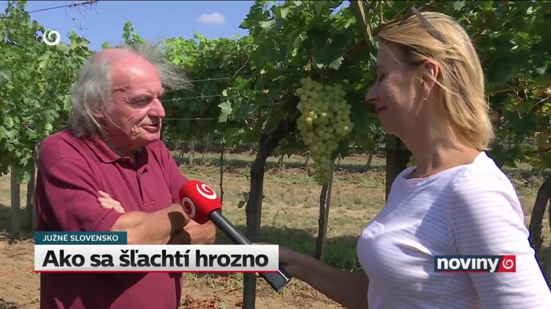 Ako sa šľachtí hrozno