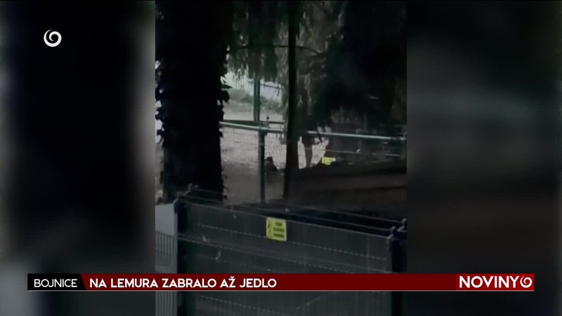 NA LEMURA ZABRALO AŽ JEDLO