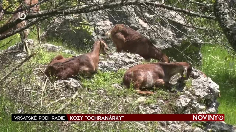 KOZY "OCHRANÁRKY"