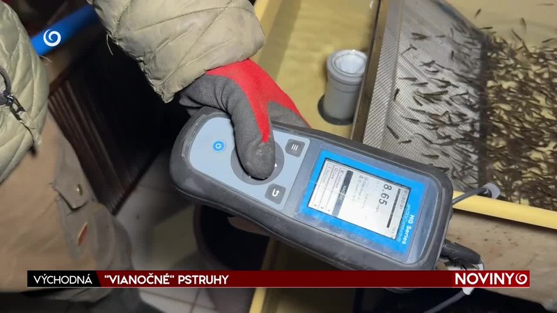 "VIANOČNÉ" PSTRUHY