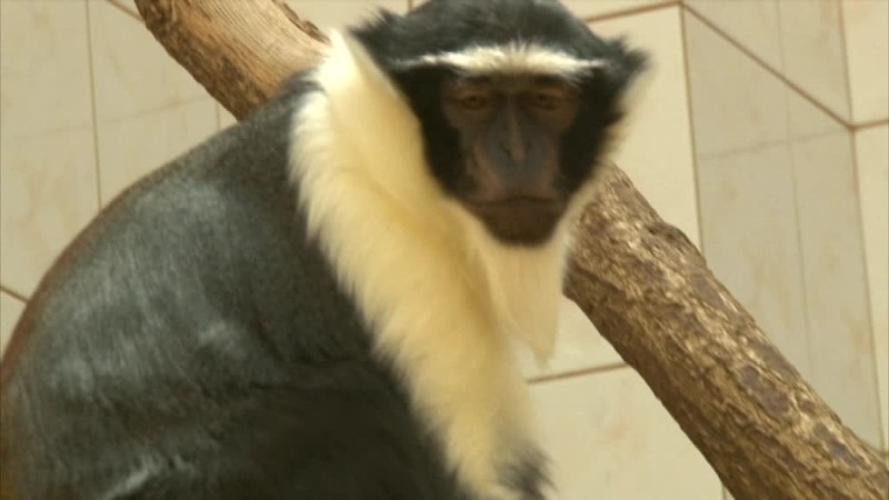 Ľudia ignorujú zákaz kŕmiť zvieratá v ZOO. Tie potom hynú