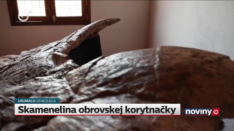 Skamenelina obrovskej korytnačky