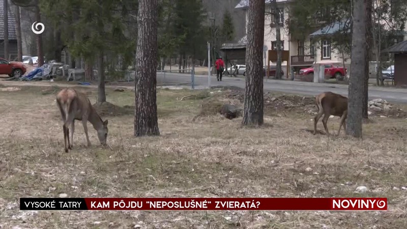 KAM PÔJDU "NEPOSLUŠNÉ" ZVIERATÁ?