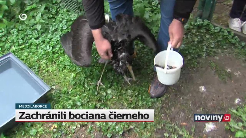 Zachránili bociana čierneho