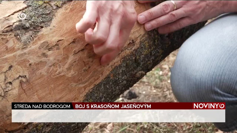 BOJ S KRASOŇOM JASEŇOVÝM
