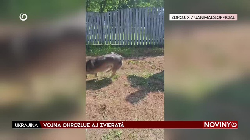 VOJNA OHROZUJE AJ ZVIERATÁ