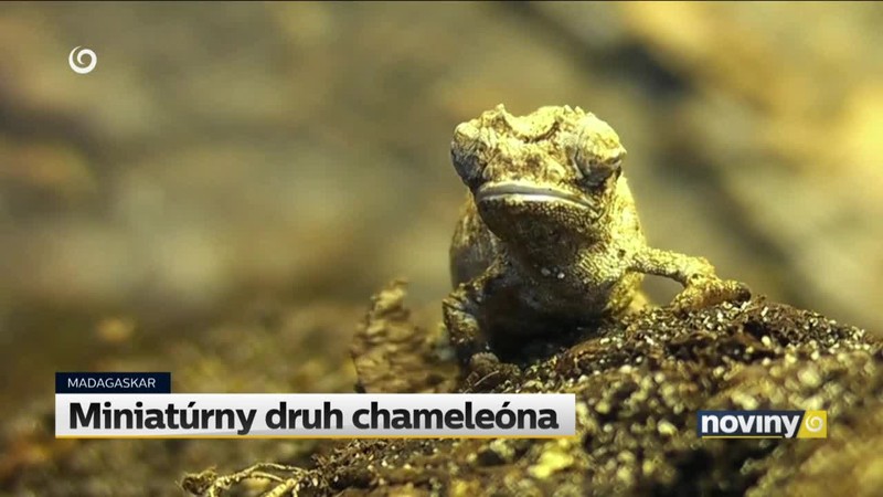 Miniatúrny druh chameleóna