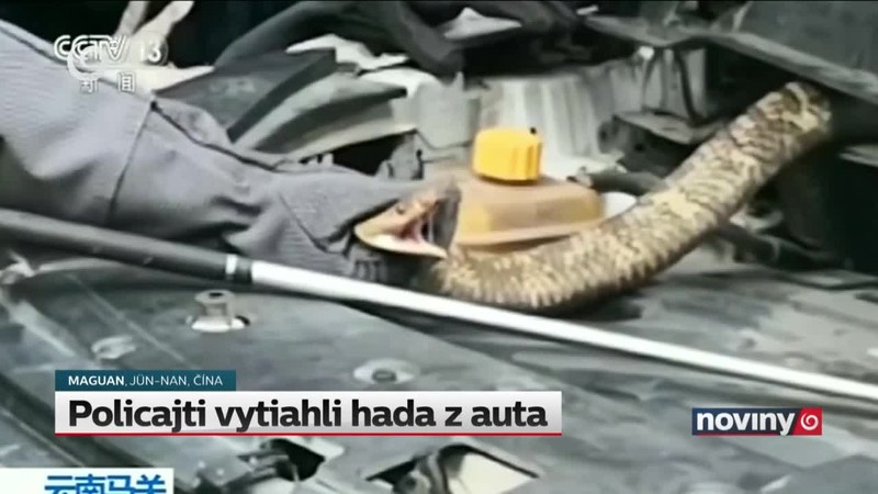 Policajti vytiahli hada z auta