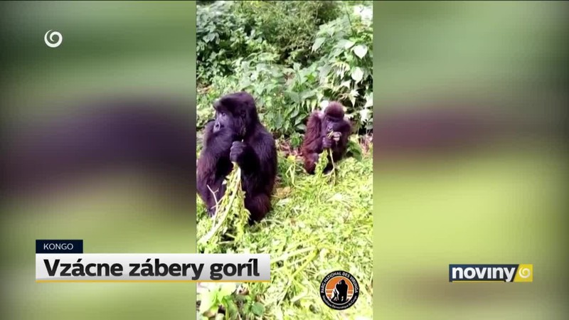 Vzácne zábery goríl