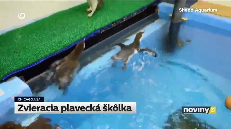 Zvieracia plavecká škôlka