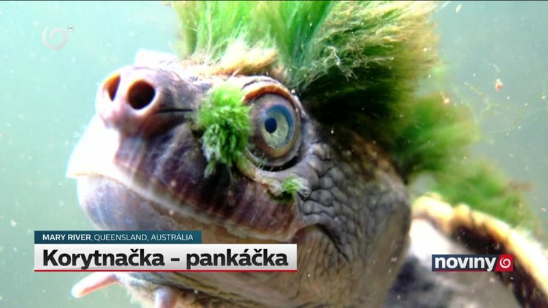 Korytnačka - pankáčka