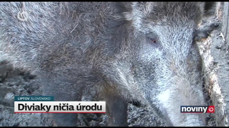 Diviaky ničia úrodu