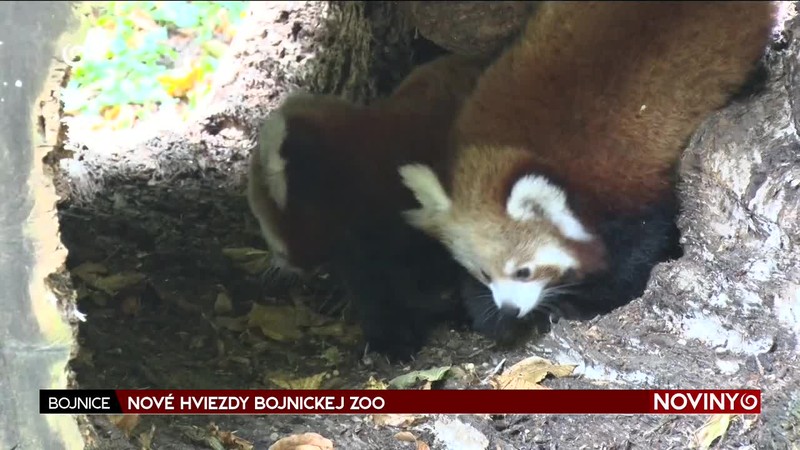 NOVÉ HVIEZDY BOJNICKEJ ZOO