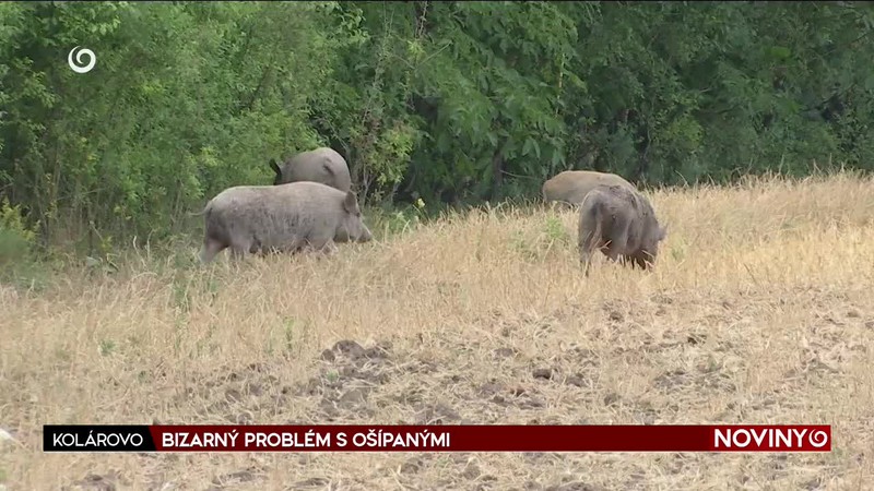 BIZARNÝ PROBLÉM S OŠÍPANÝMI