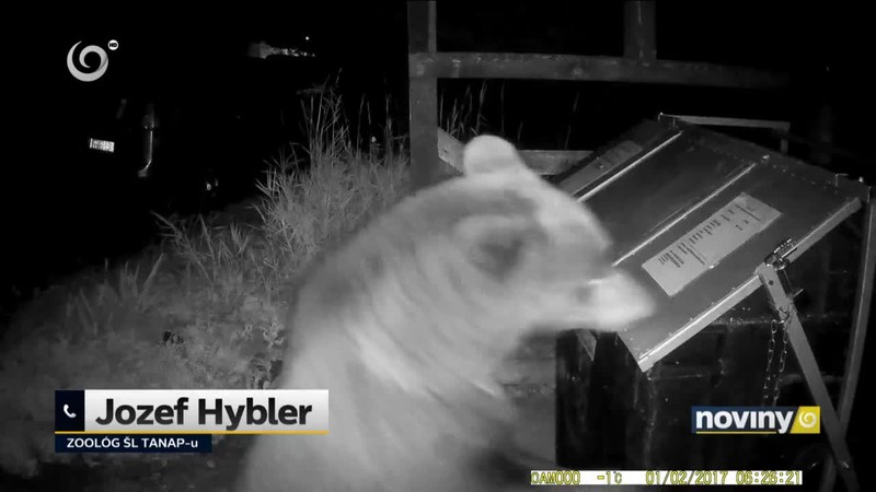 Medvede sa prebúdzajú