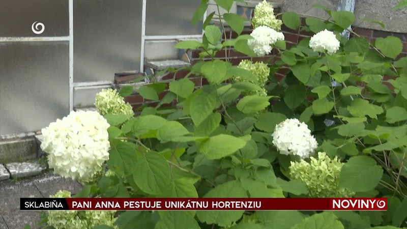 PANI ANNA PESTUJE UNIKÁTNU HORTENZIU