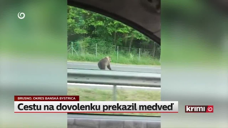 Cestu na dovolenku prekazil medveď