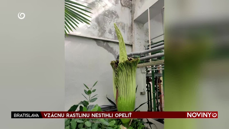 VZÁCNU RASTLINU NESTIHLI OPELIŤ