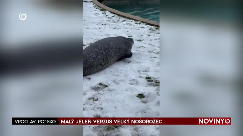 MALÝ JELEŇ VERZUS VEĽKÝ NOSOROŽEC