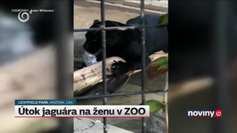 Útok jaguára na ženu v ZOO