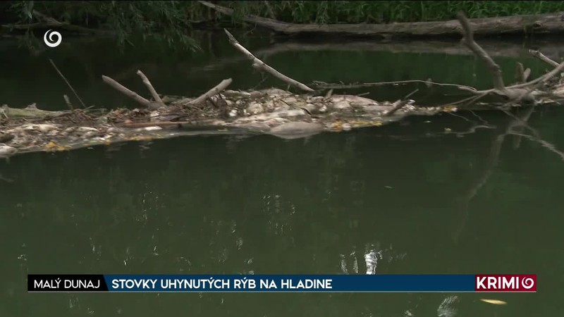 STOVKY UHYNUTÝCH RÝB NA HLADINE
