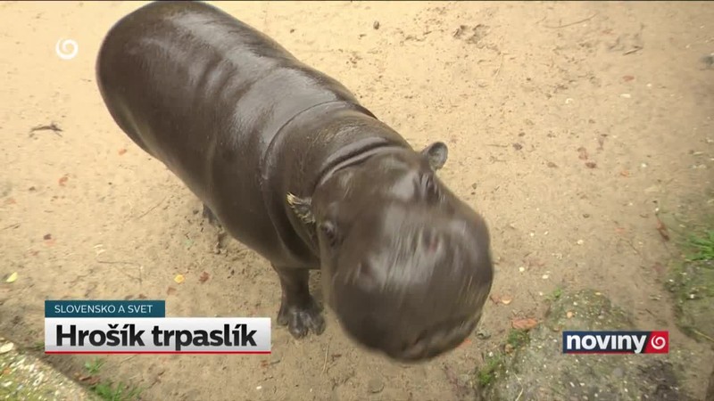 Hrošík trpaslík