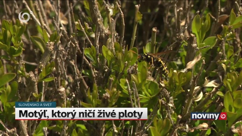 Motýľ, ktorý ničí živé ploty