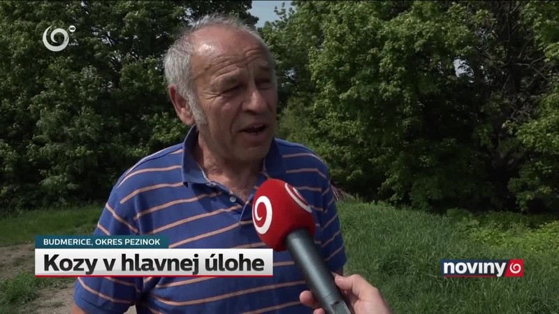 Kozy v hlavnej úlohe
