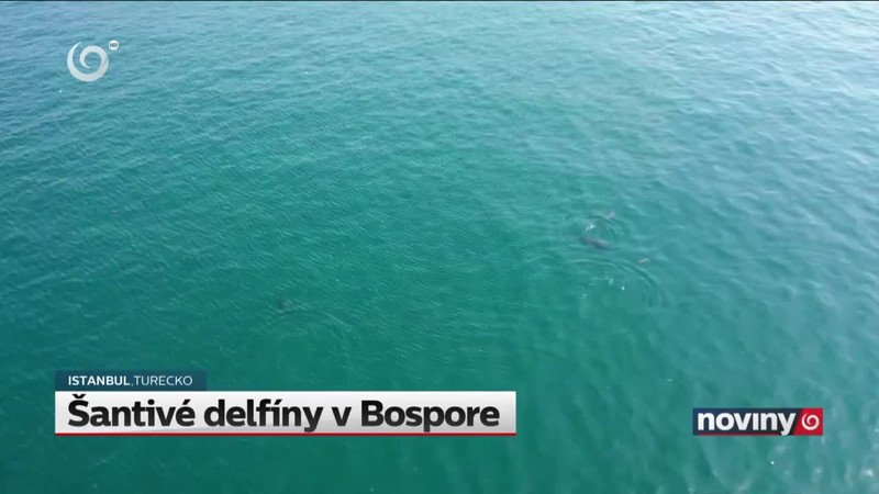 Šantivé delfíny v Bospore