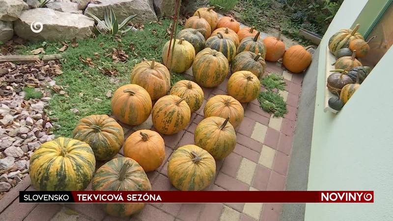TEKVICOVÁ SEZÓNA