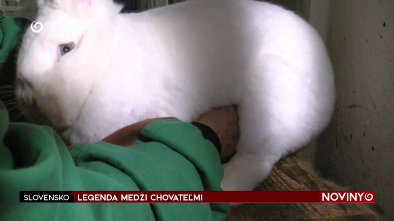 LEGENDA MEDZI CHOVATEĽMI