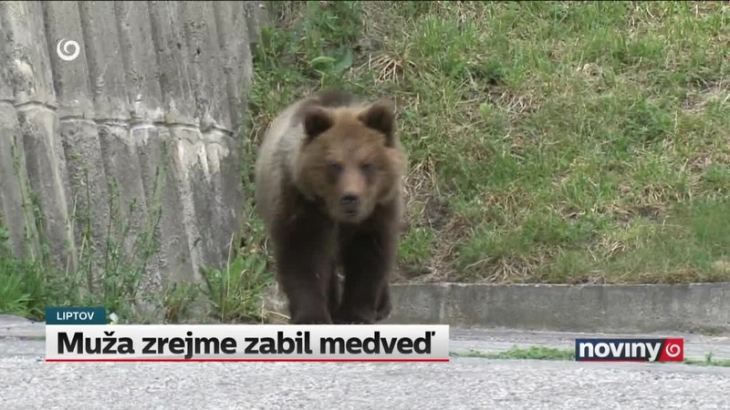 Muža zrejme zabil medveď