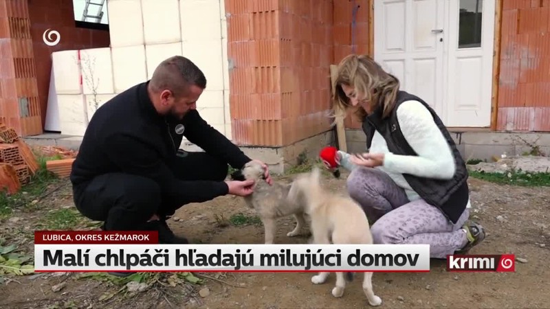 Malí chlpáči hľadajú milujúci domov