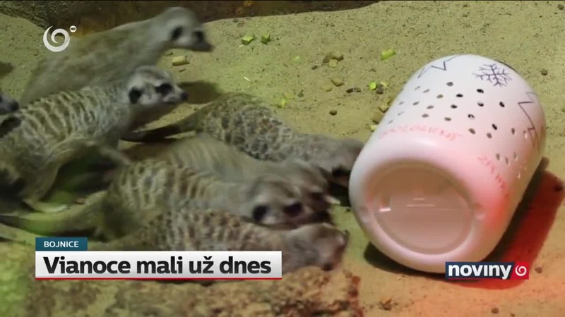 Vianoce mali už dnes