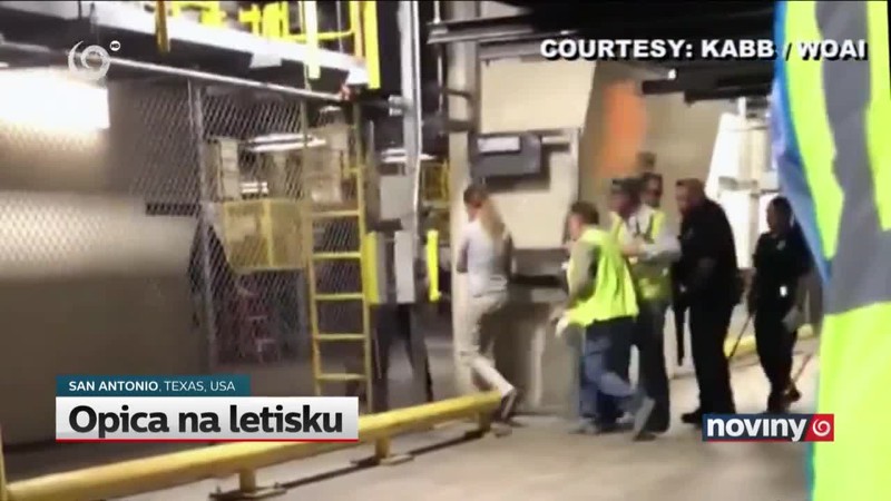 Opica na letisku