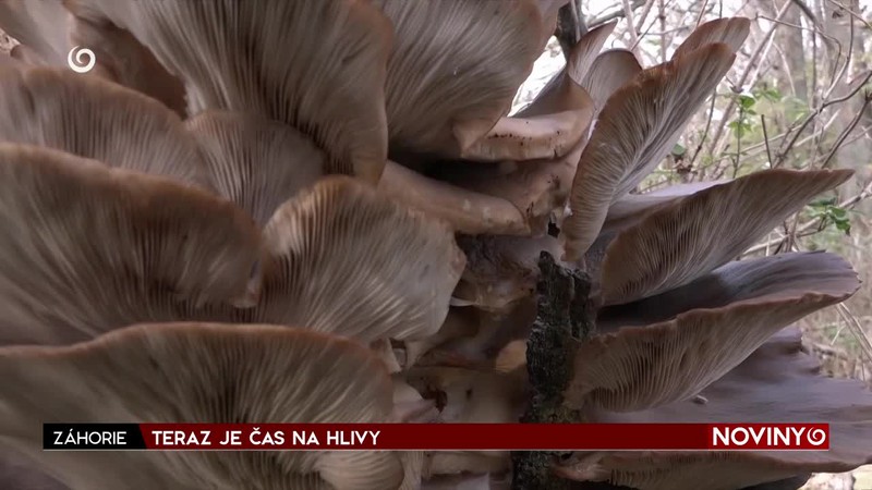 TERAZ JE ČAS NA HLIVY