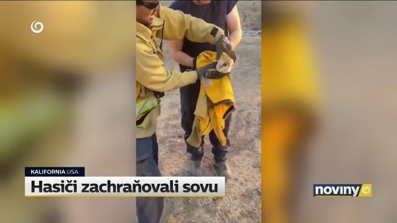 Hasiči zachraňovali sovu