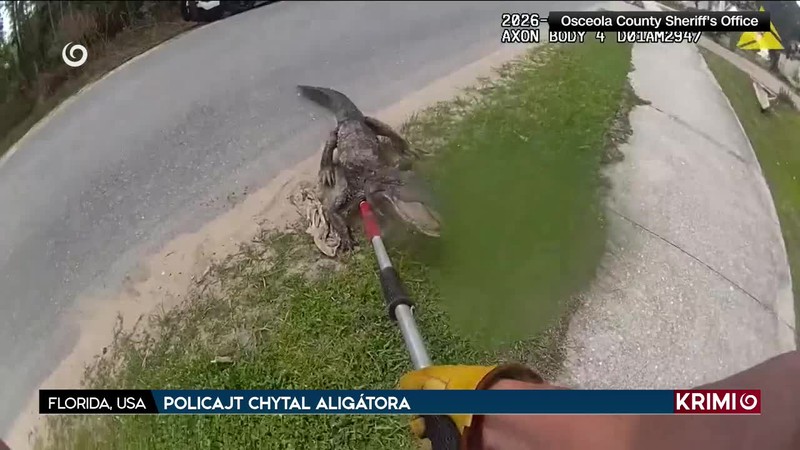 POLICAJT CHYTAL ALIGÁTORA