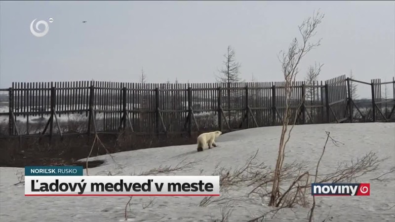 Ľadový medveď v meste