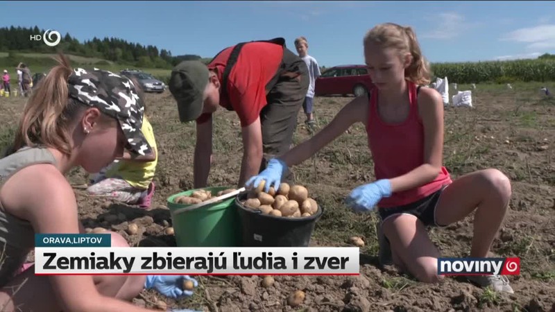 Zemiaky zbierajú ľudia i zver