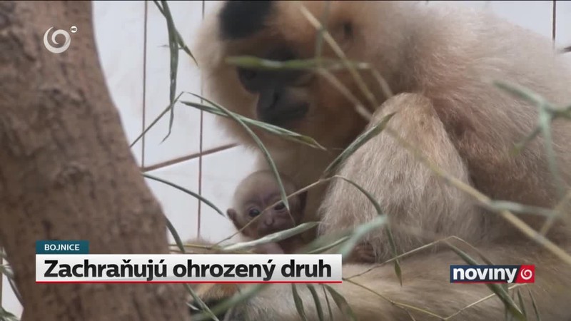 Zachraňujú ohrozený druh