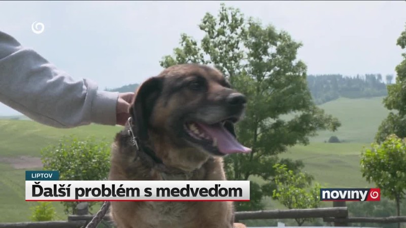 Ďalší problém s medveďom