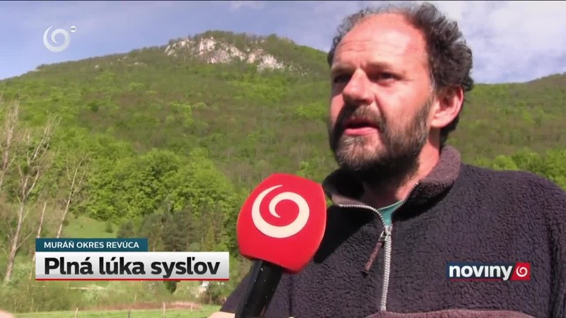 Plná lúka sysľov